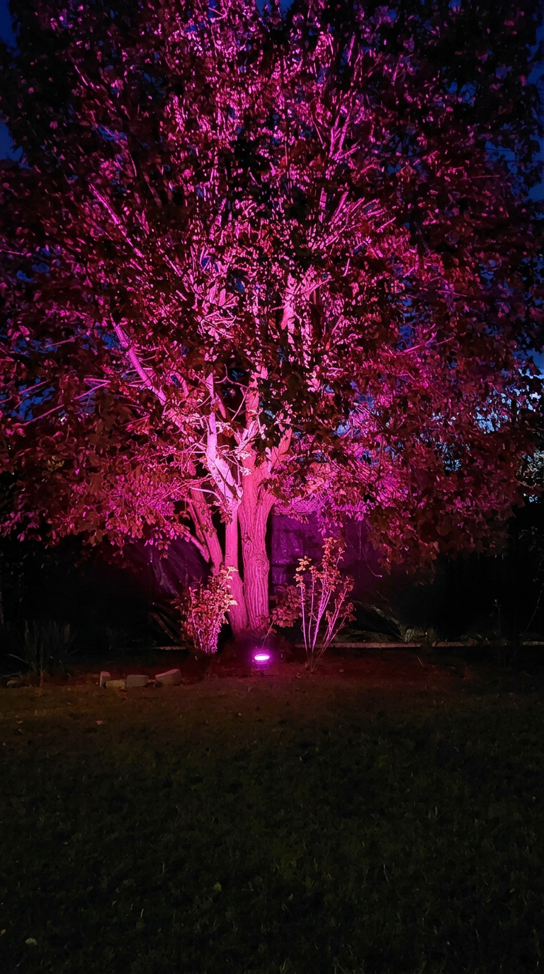 Pink Baum 975815